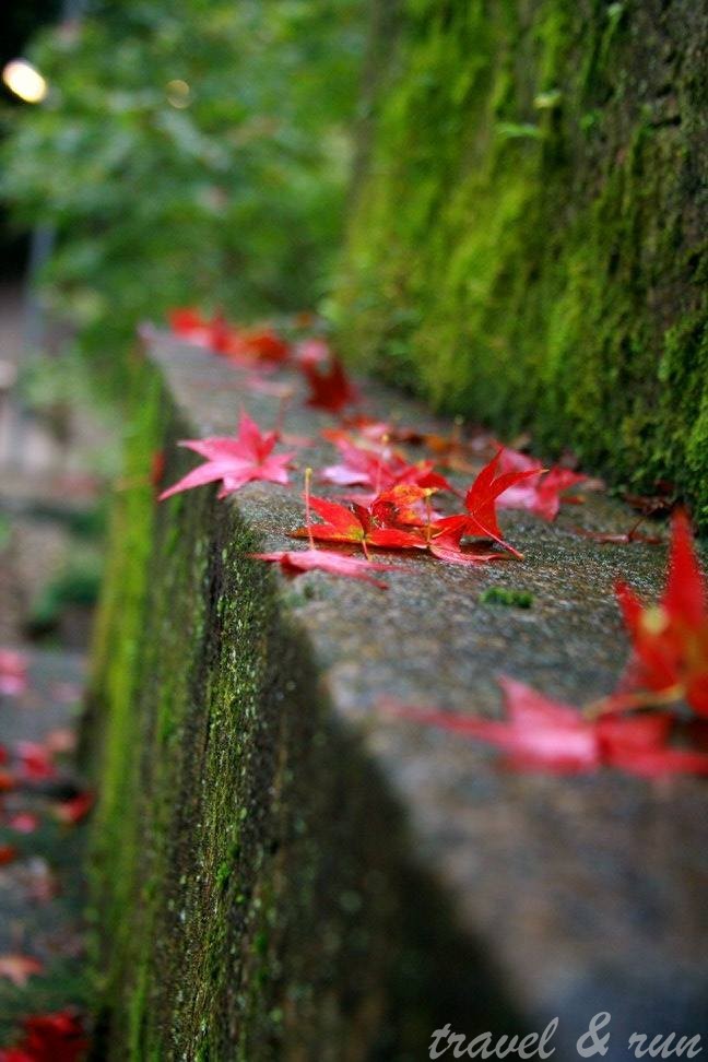 京都 Kyoto 楓樹 Maple 楓葉