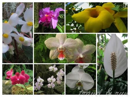 美西之旅, 美國火車旅行, 加州, California, 美西, Los Angeles, Acadia, 植物園, Los Angeles County Arboretum, Pasadena, Botanical Garden