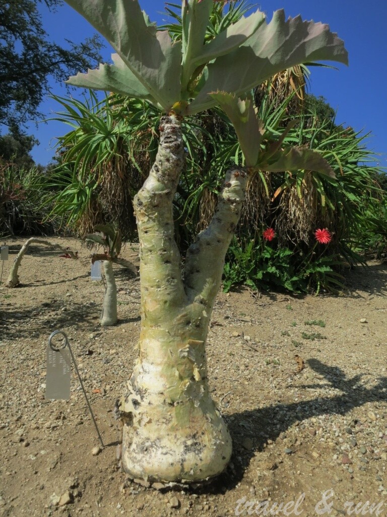 美西之旅, 美國火車旅行, 加州, California, 美西, Los Angeles, Acadia, 植物園, Los Angeles County Arboretum, Pasadena, Botanical Garden