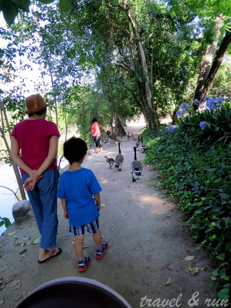 美西之旅, 美國火車旅行, 加州, California, 美西, Los Angeles, Acadia, 植物園, Los Angeles County Arboretum, Pasadena, Botanical Garden