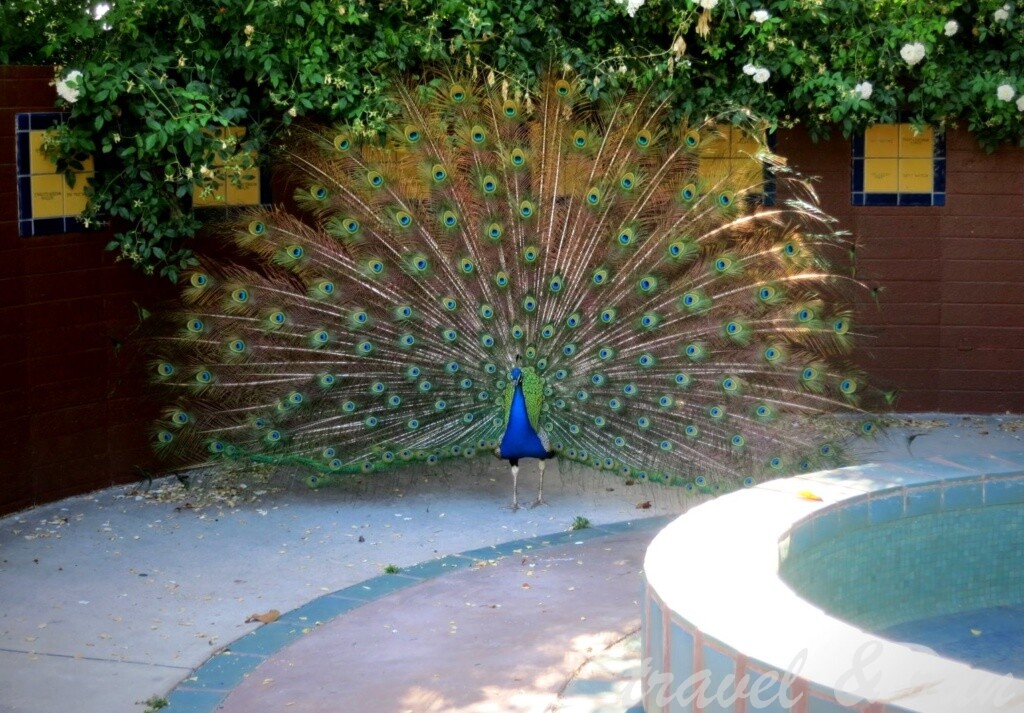 美西之旅, 美國火車旅行, 加州, California, 美西, Los Angeles, Acadia, 植物園, Los Angeles County Arboretum, Pasadena, Botanical Garden